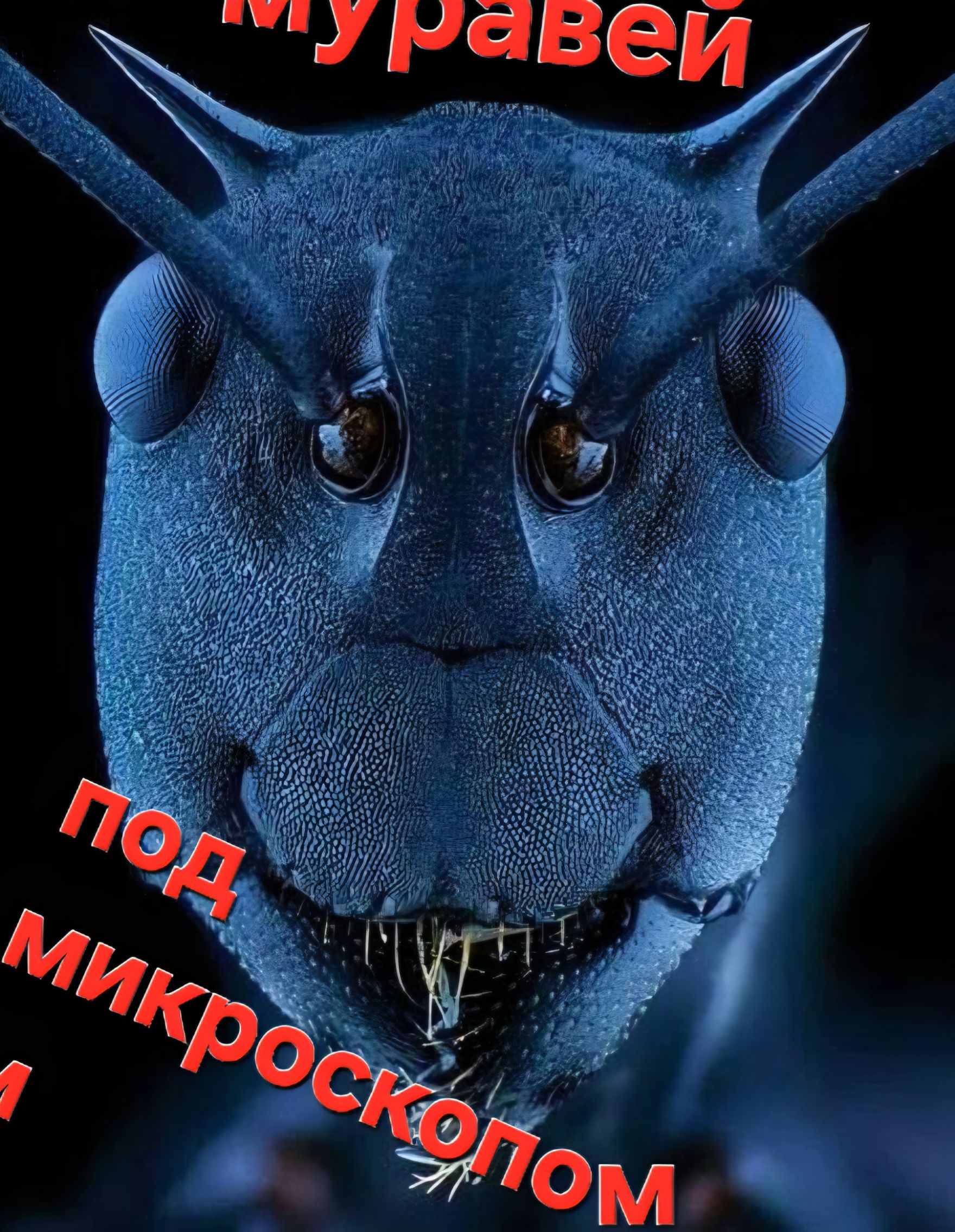 Муравей под микроскопом