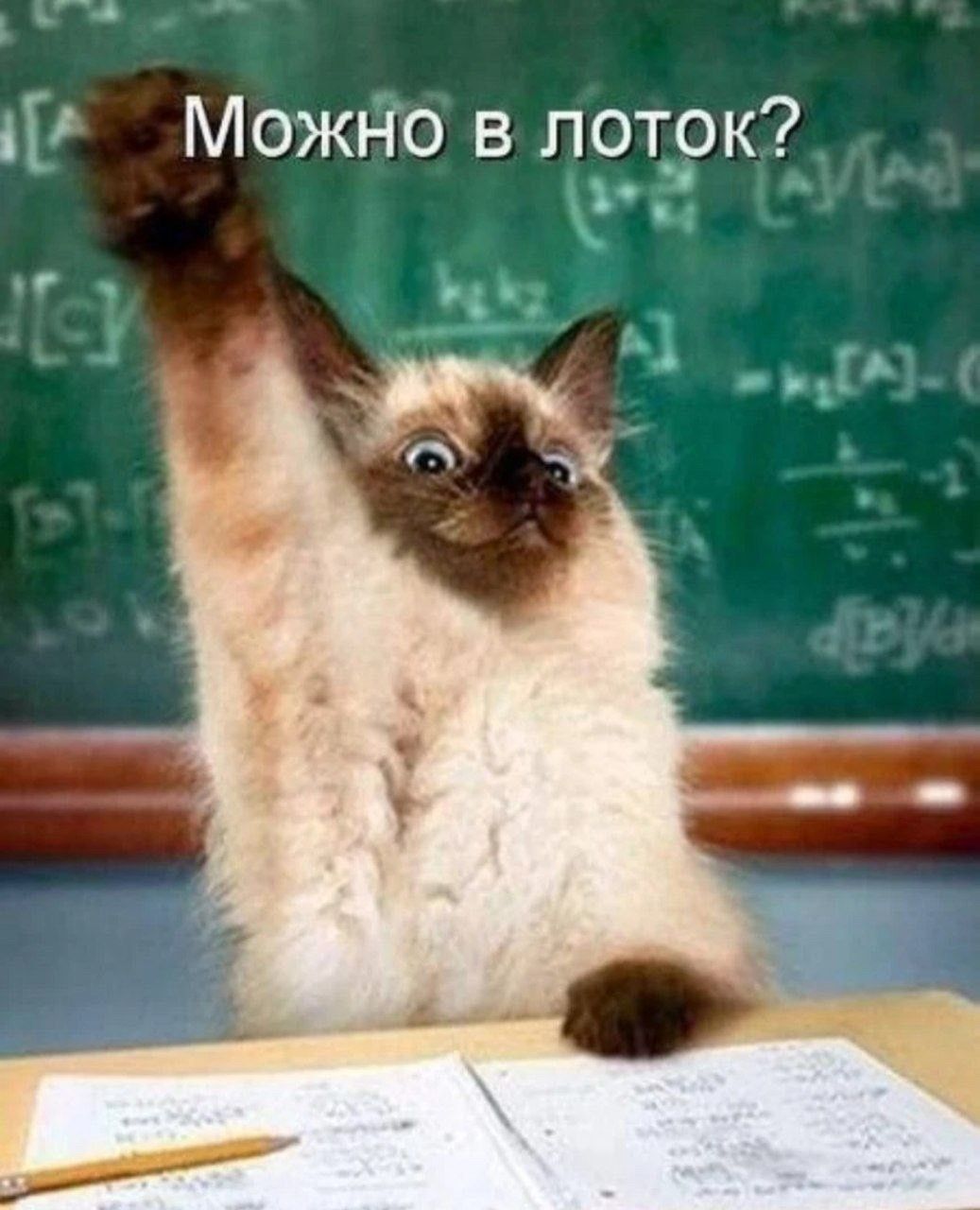 Можно в лоток?