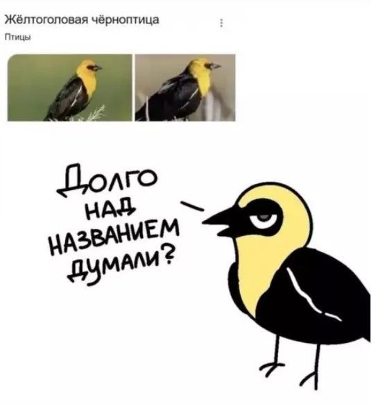 Жёлтоголовая чёрноптица Птицы Долго над названием думали?