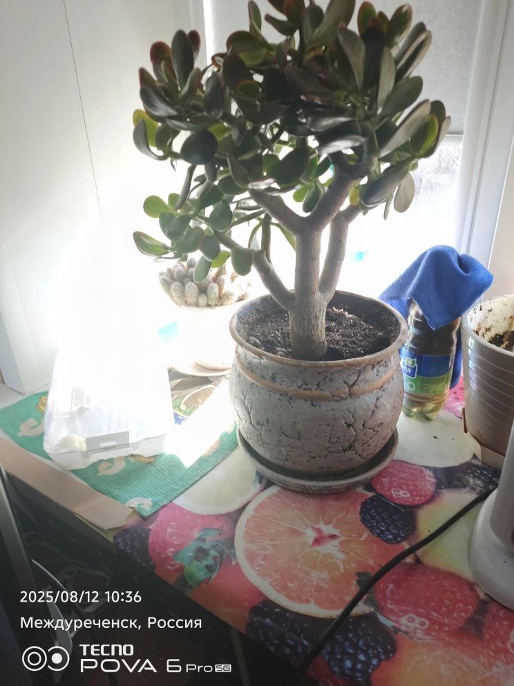 2025/08/12 10:36 Междуреченск, Россия TECNO POVA 6 Pro 5G