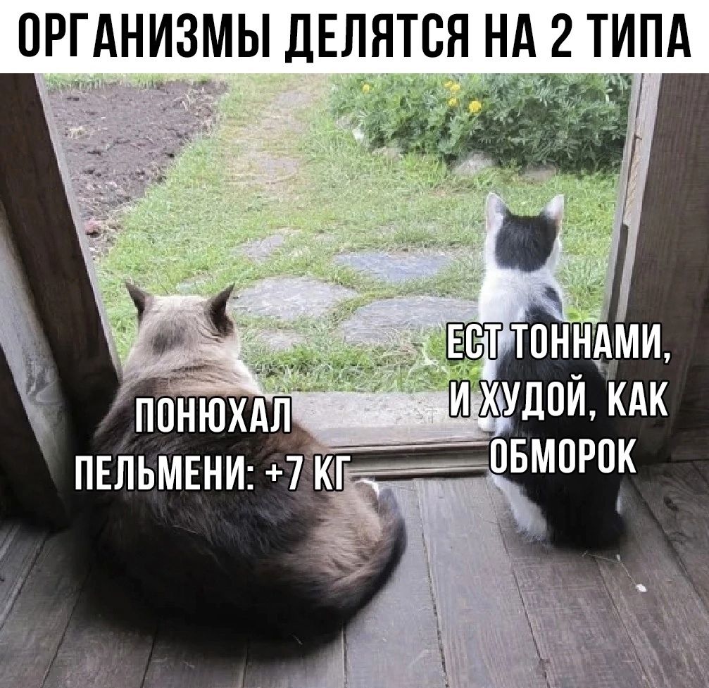 ОРГАНИЗМЫ ДЕЛЯТСЯ НА 2 ТИПА ПОНЮХАЛ ПЕЛЬМЕНИ: +7 КГ ЕСТ ТОННАМИ, И ХУДОЙ, КАК ОБМОРОК