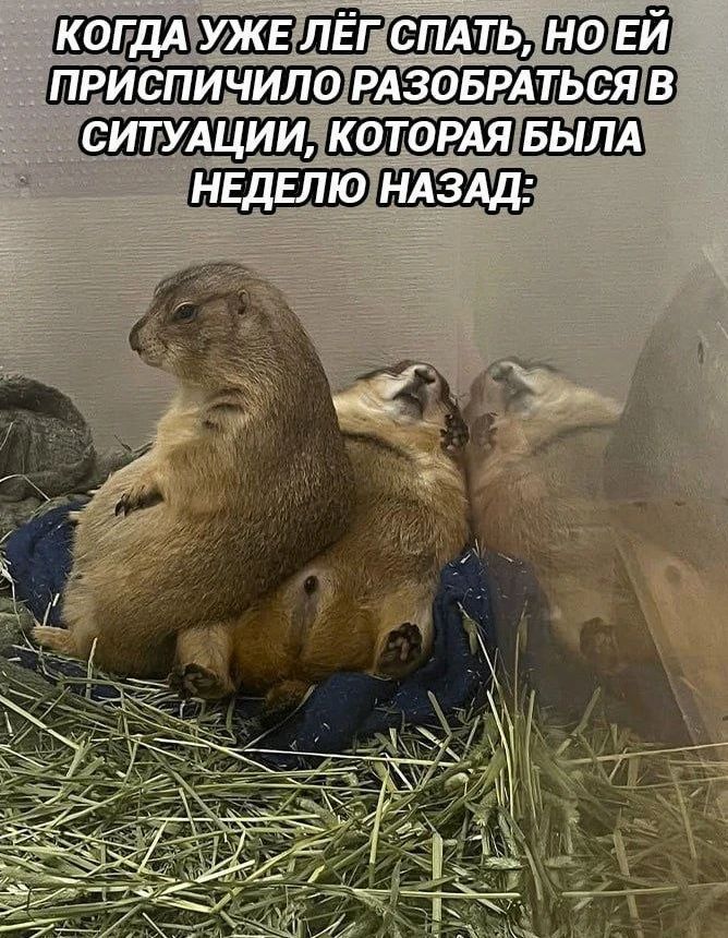 КОГДА УЖЕ ЛЁГ СПАТЬ, НО ЕЙ ПРИСПИЧИЛО РАЗОБРАТЬСЯ В СИТУАЦИИ, КОТОРАЯ БЫЛА НЕДЕЛЮ НАЗАД: