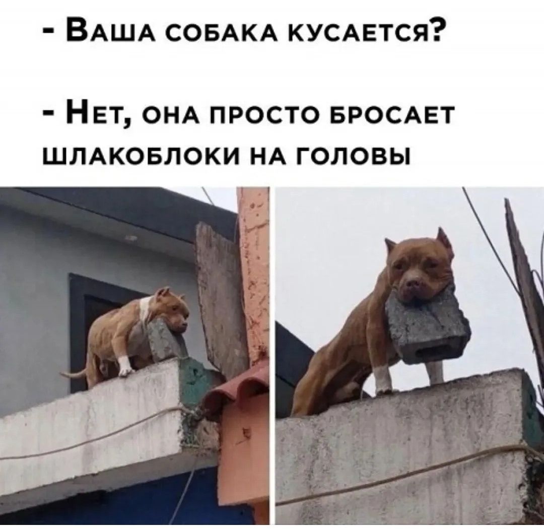 - Ваша собака кусается? - Нет, она просто бросает шлакоблоки на головы