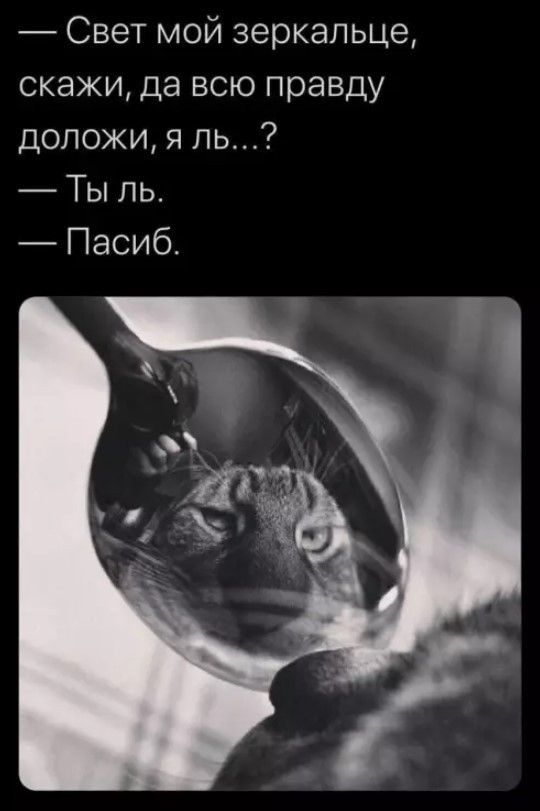 — Свет мой зеркальце, скажи, да всю правду доложи, я ль...? — Ты ль. — Пасиб.