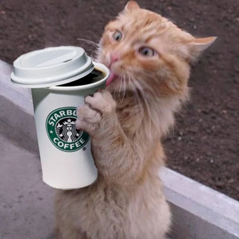 STARBUCKS COFFEE
