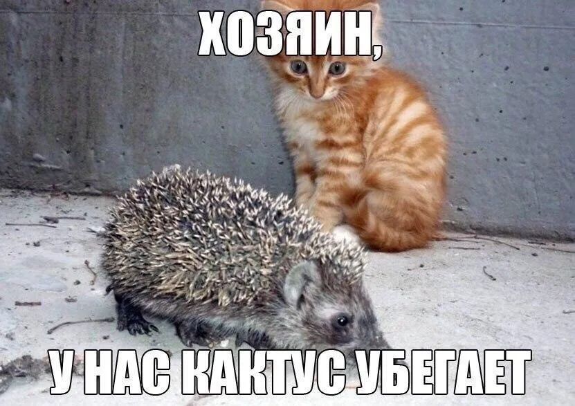 ХОЗЯИН, У НАС КАКТУС УБЕГАЕТ
