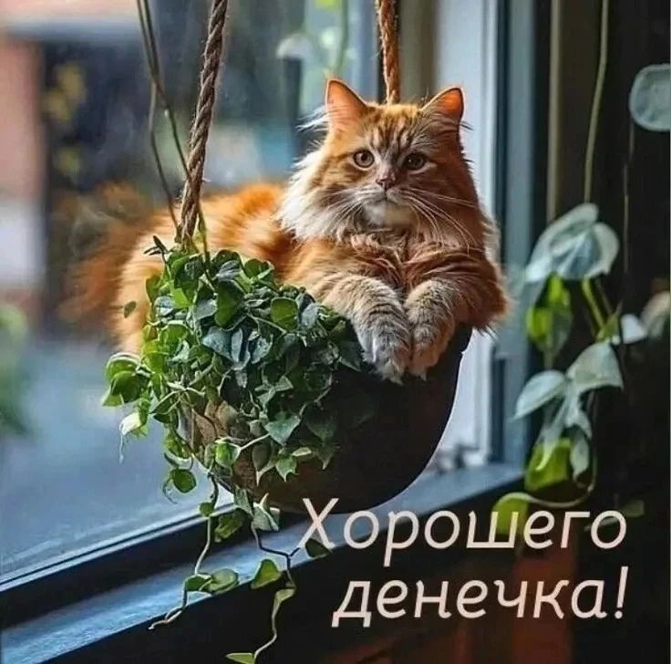 Хорошего денечка!