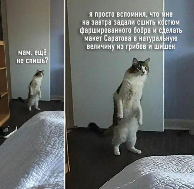 мам, ещё не спишь? я просто вспомнил, что мне на завтра задали сшить костюм фаршированного бобра и сделать макет Саратова в натуральную величину из грибов и шишек