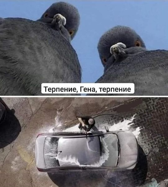 Терпение, Гена, терпение
