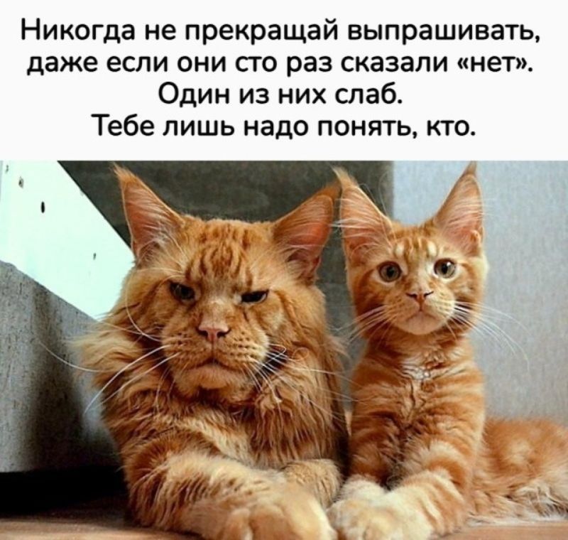 Никогда не прекращай выпрашивать, даже если они сто раз сказали «нет». Один из них слаб. Тебе лишь надо понять, кто.