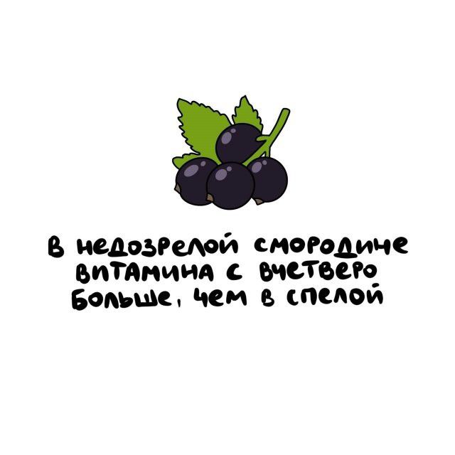 В недозрелой смородине витамина С вчетверо больше, чем в спелой