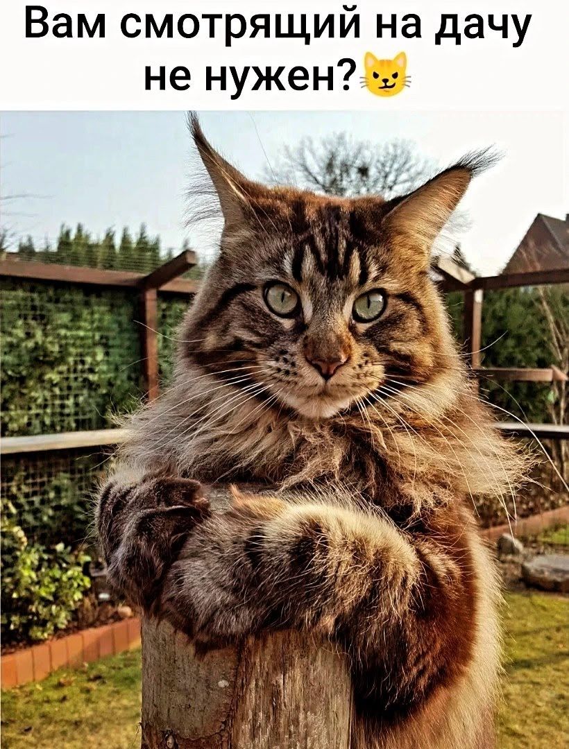 Вам смотрящий на дачу не нужен? 😼