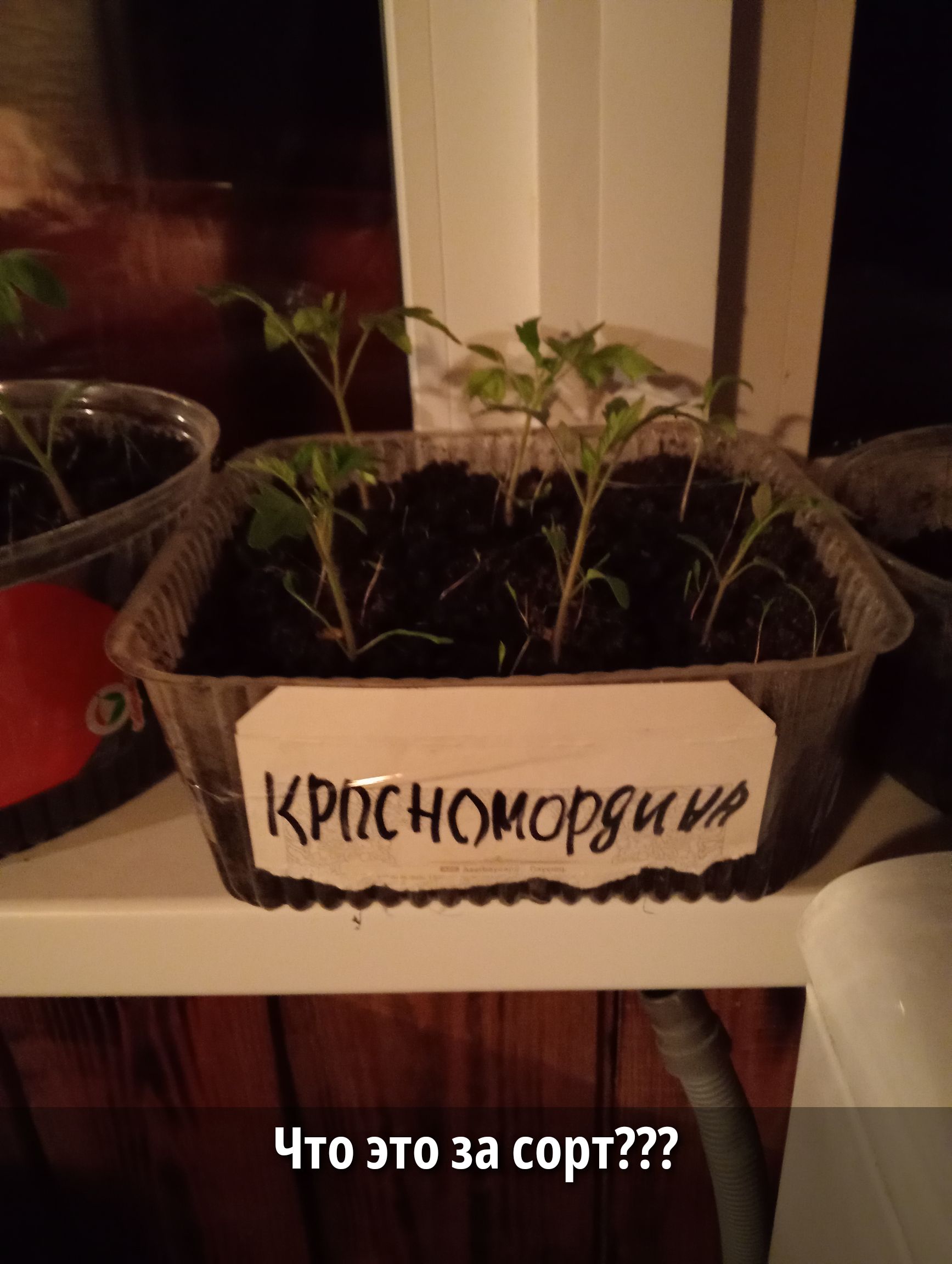 КРАСНОМОРДИНА Что это за сорт???