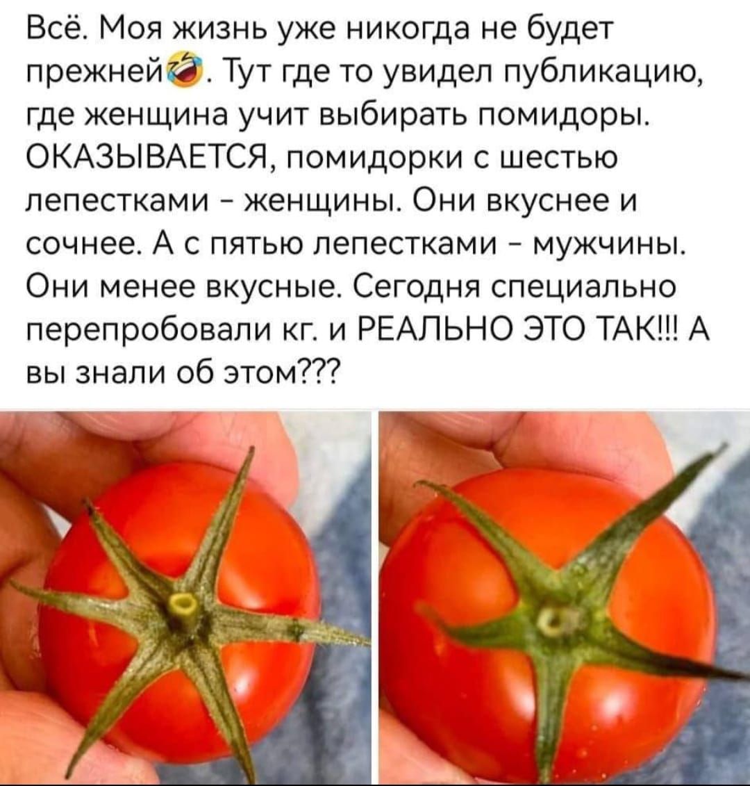 Всё. Моя жизнь уже никогда не будет прежней. Тут где то увидел публикацию, где женщина учит выбирать помидоры. ОКАЗЫВАЕТСЯ, помидорки с шестью лепестками - женщины. Они вкуснее и сочнее. А с пятью лепестками - мужчины. Они менее вкусные. Сегодня специально перепробовали кг. и РЕАЛЬНО ЭТО ТАК!!! А вы знали об этом?