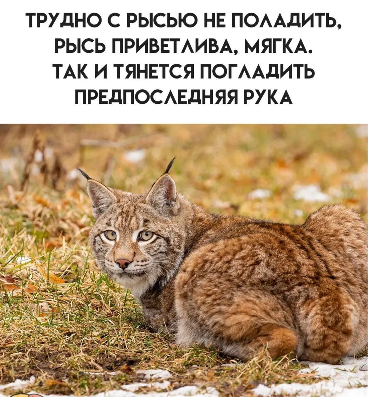 Трудно с рысью не поладить, рысь приветлива, мягка. Так и тянется погладить предпоследняя рука