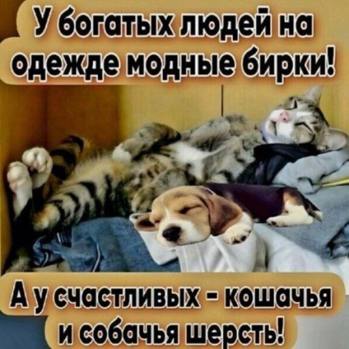 У богатых людей на одежде модные бирки! А у счастливых - кошачья и собачья шерсть!