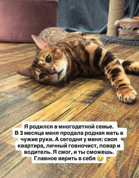 Я родился в многодетной семье. В 3 месяца меня продала родная мать в чужие руки. А сегодня у меня: своя квартира, личный говночист, повар и водитель. Я смог, и ты сможешь. Главное верить в себя 😉