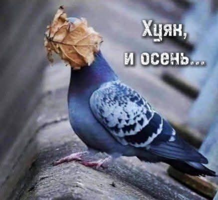 Хуяк, и осень...