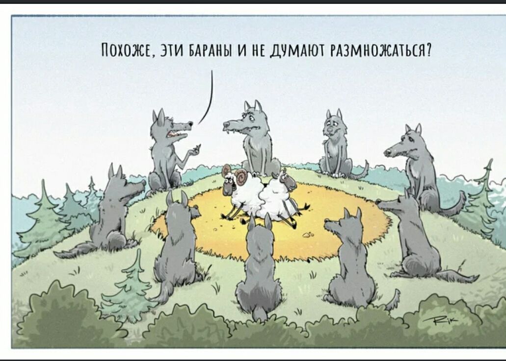Похоже, эти бараны и не думают размножаться?