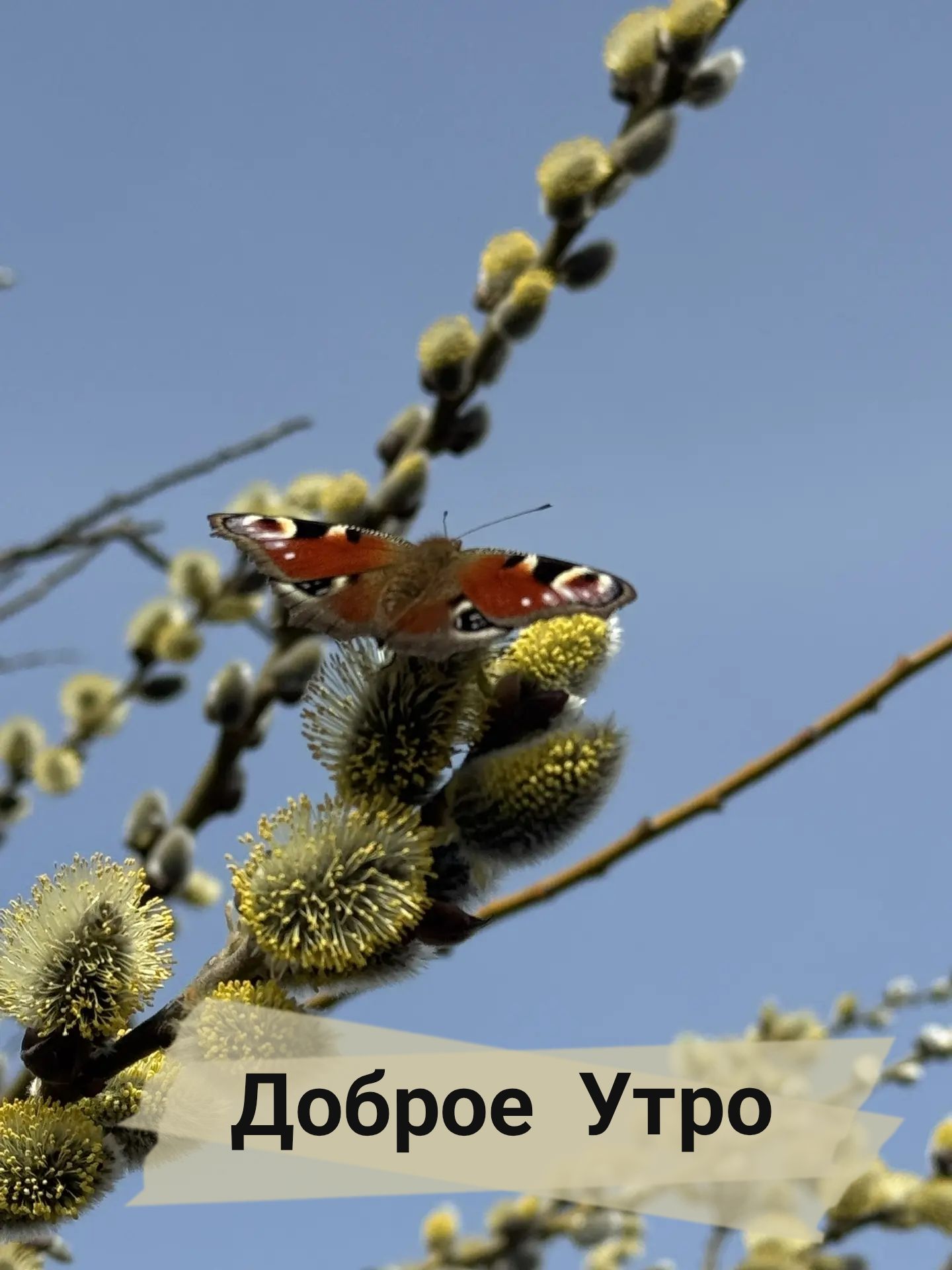 Доброе Утро