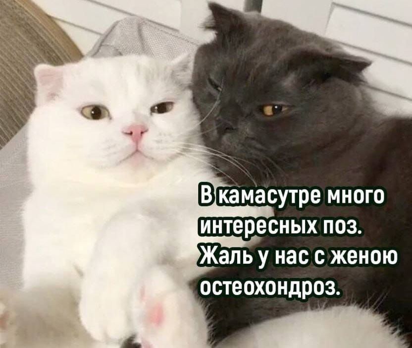 В камасутре много интересных поз. Жаль у нас с женою остеохондроз.