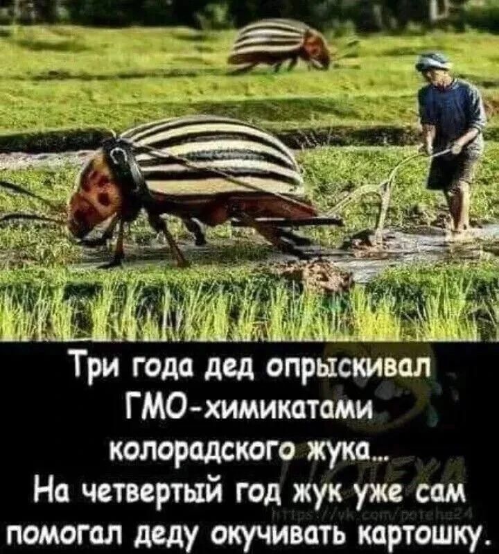 Три года дед опрыскивал ГМО-химикатами колорадского жука... На четвертый год жук уже сам помогал деду окучивать картошку.