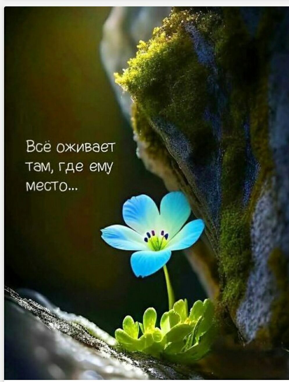 Всё оживает там, где ему место...