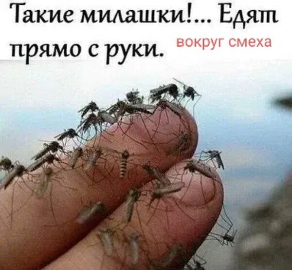 Такие милашки!... Едят прямо с руки. вокруг смеха