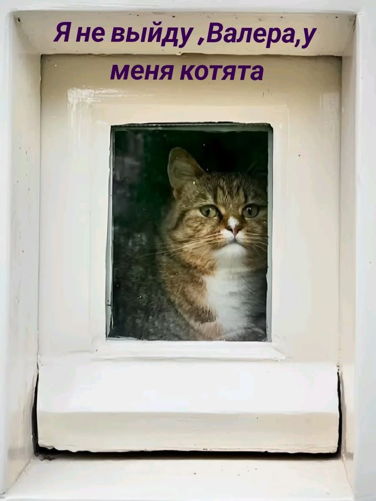 Я не выйду, Валера, у меняотята