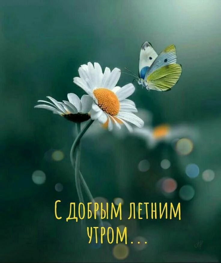 С ДОБРЫМ ЛЕТНИМ УТРОМ...