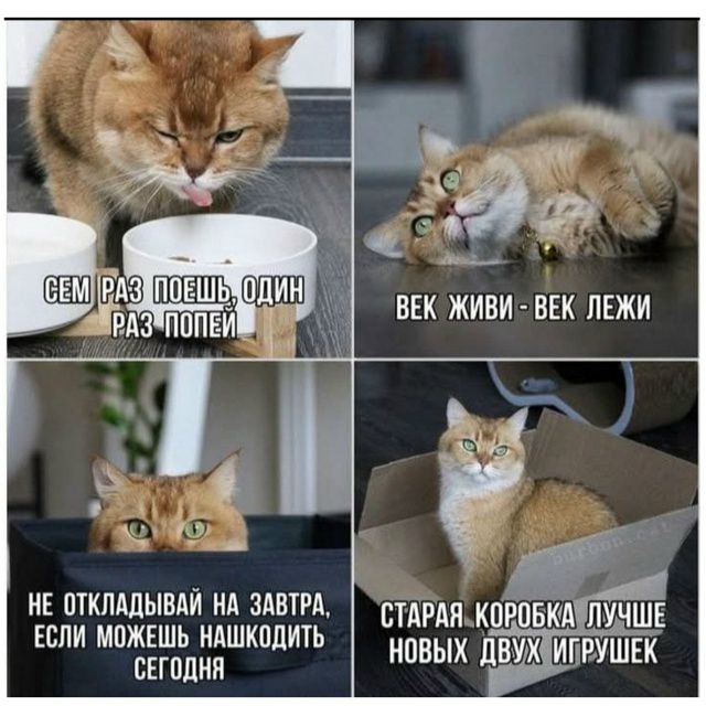 СЕМ РАЗ ПОЕШЬ, ОДИН РАЗ ПОПЕЙ ВЕК ЖИВИ - ВЕК ЛЕЖИ НЕ ОТКЛАДЫВАЙ НА ЗАВТРА, ЕСЛИ МОЖЕШЬ НАШКОДИТЬ СЕГОДНЯ СТАРАЯ КОРОБКА ЛУЧШЕ НОВЫХ ДВУХ ИГРУШЕК
