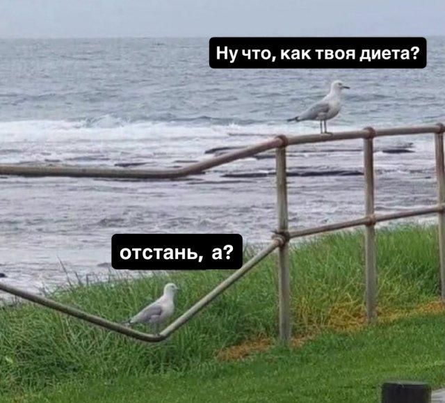 Ну что, как твоя диета? отстань, а?