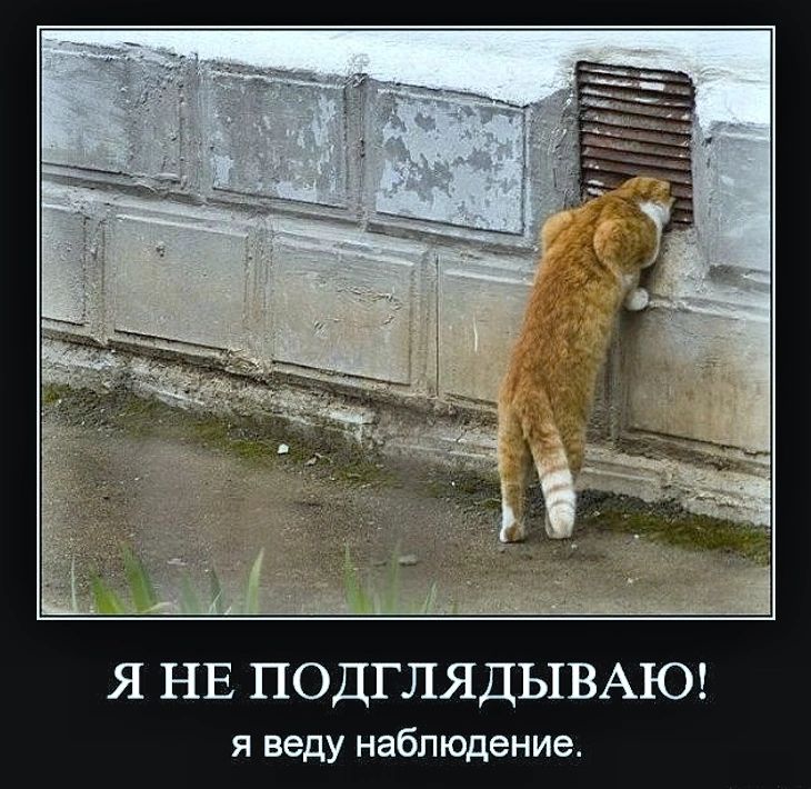 Я НЕ ПОДГЛЯДЫВАЮ! я веду наблюдение.
