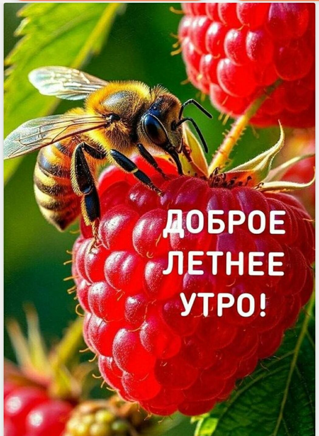 ДОБРОЕ ЛЕТНЕЕ УТРО!