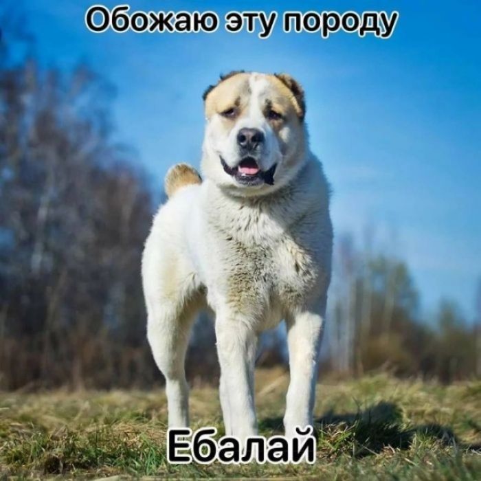 Обожаю эту породу Ебалай