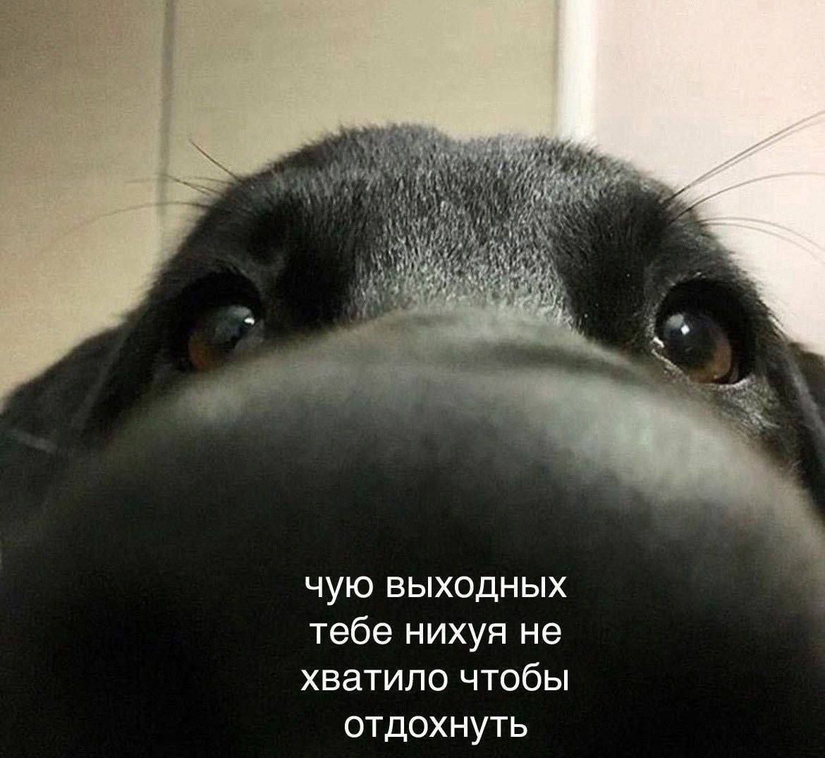 чую выходных тебе нихуя не хватило чтобы отдохнуть