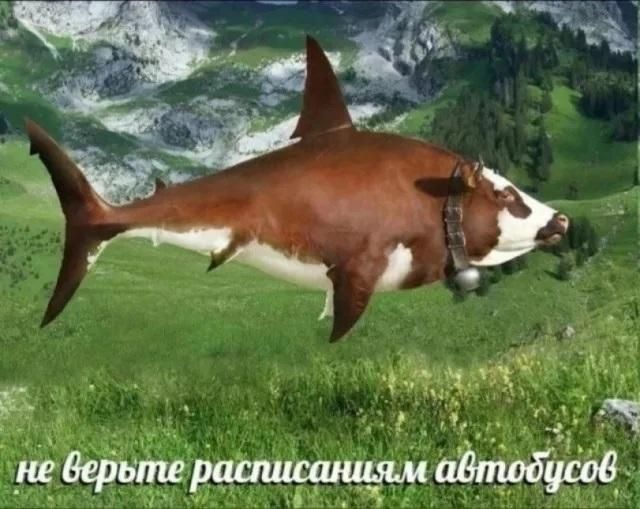 не верьте расписаниям автобусов