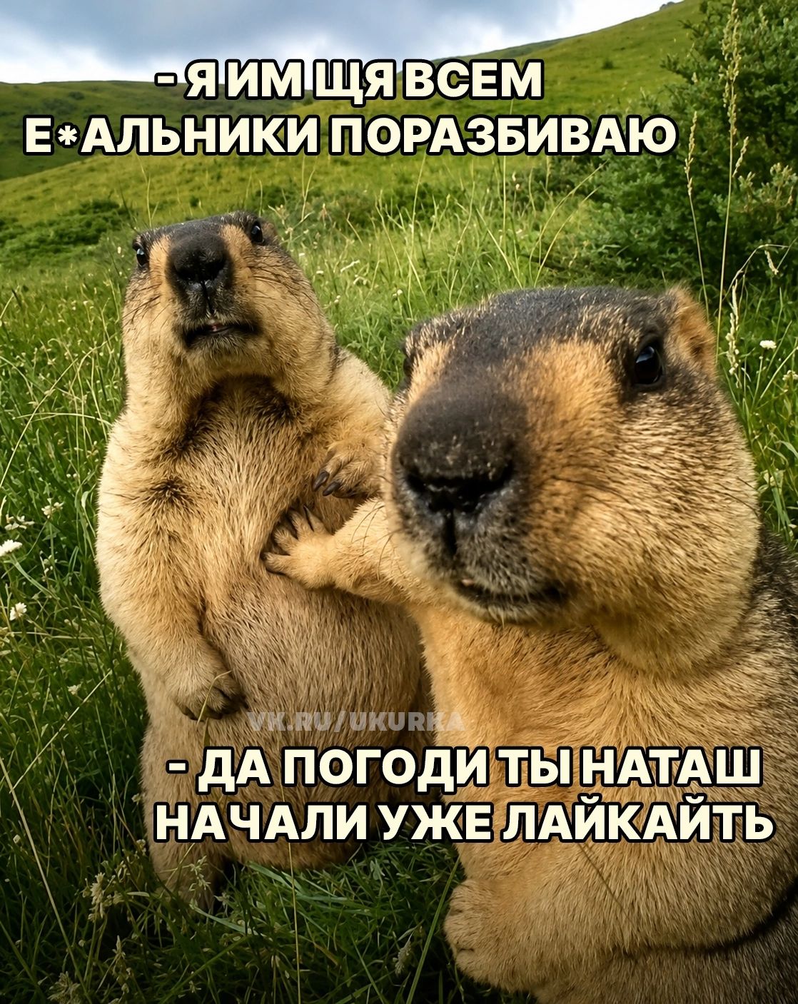- Я им щя всем е*альники порасбиваю - Да погоди ты Наташ начали уже лайкать
