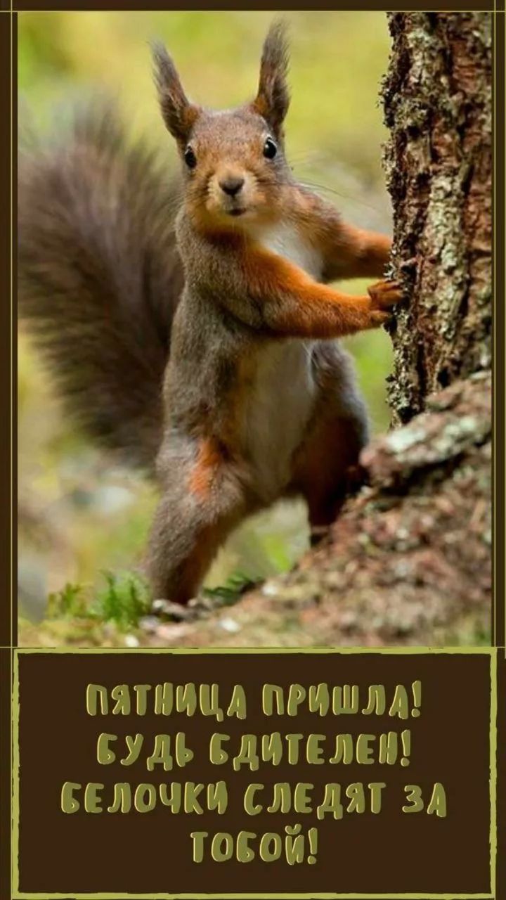 Пятница пришла! Будь бдителен! Белочки следят за тобой!