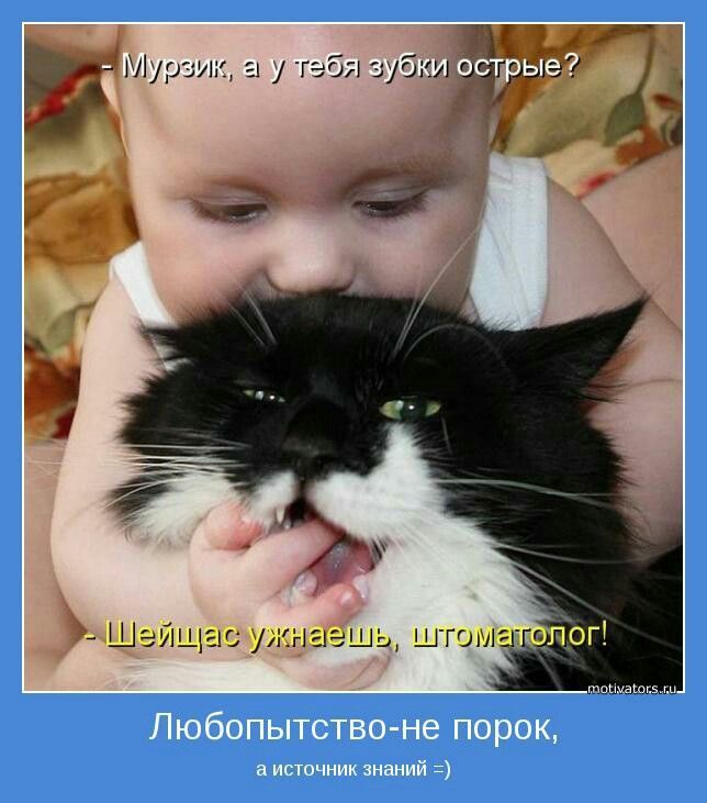 Мурзик, а у тебя зубки острые? Сейчас узнаешь, что стоматолог! Любопытство - не порок, а источник знаний =)