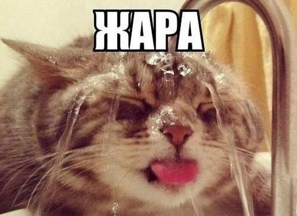 ЖАРА