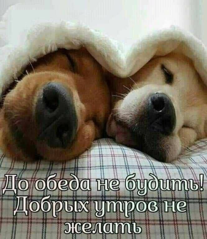 До обеда не будить! Добрых утром не желать