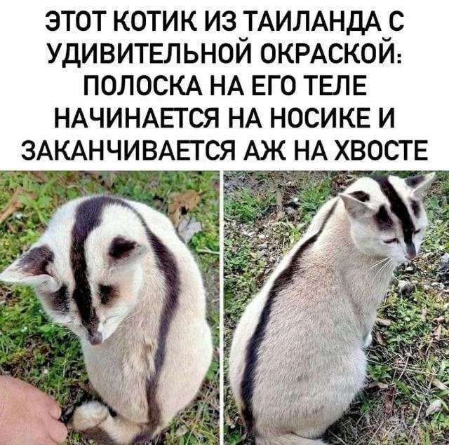 ЭТОТ КОТИК ИЗ ТАИЛАНДА С УДИВИТЕЛЬНОЙ ОКРАСКОЙ: ПОЛОСКА НА ЕГО ТЕЛЕ НАЧИНАЕТСЯ НА НОСИКЕ И ЗАКАНЧИВАЕТСЯ АЖ НА ХВОСТЕ