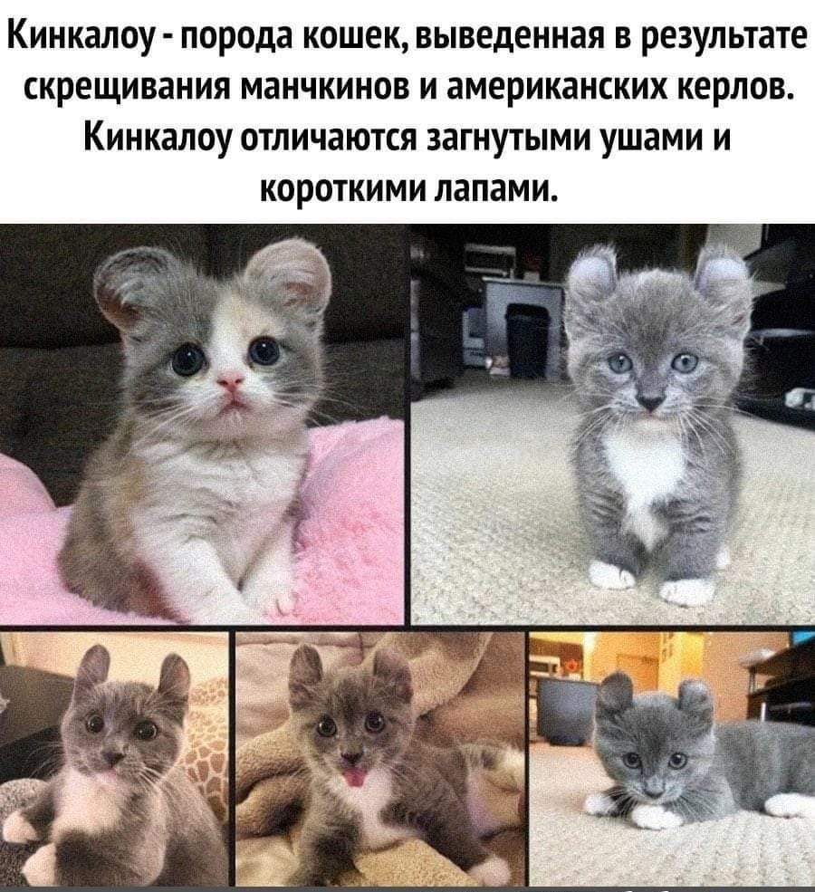 Кинкалоу - порода кошек, выведенная в результате скрещивания манчкинов и американских керлов. Кинкалоу отличаются загнутыми ушами и короткими лапами.