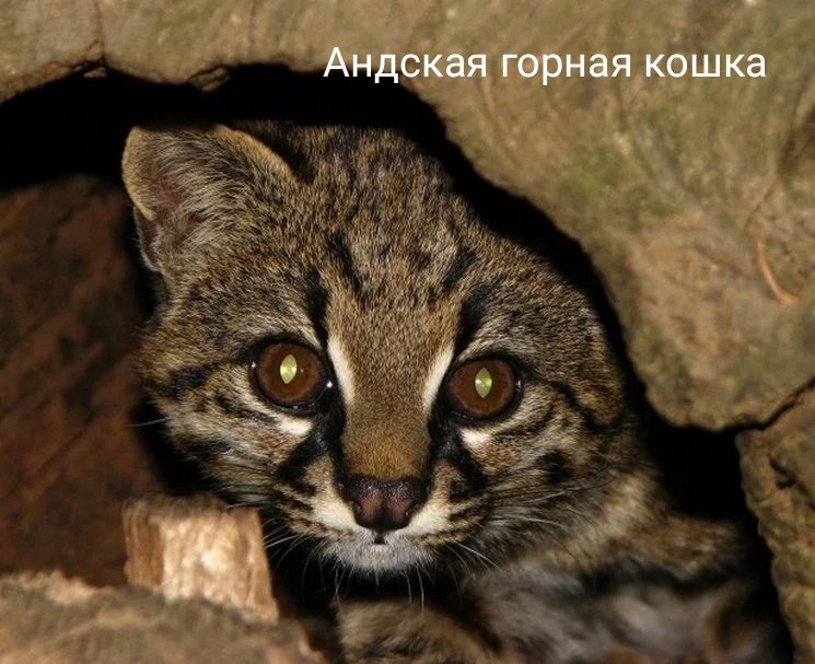 Андская горная кошка