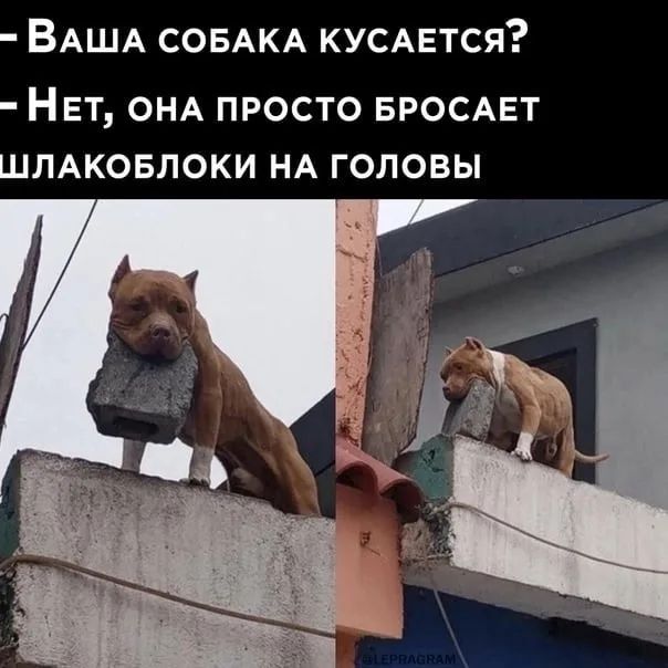 Ваша собака кусается? Нет, она просто бросает шлакоблоки на головы