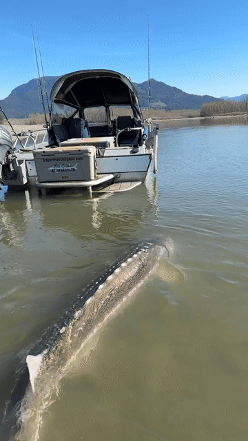 fraserriversturgeon.com YETI STURGEON CO.