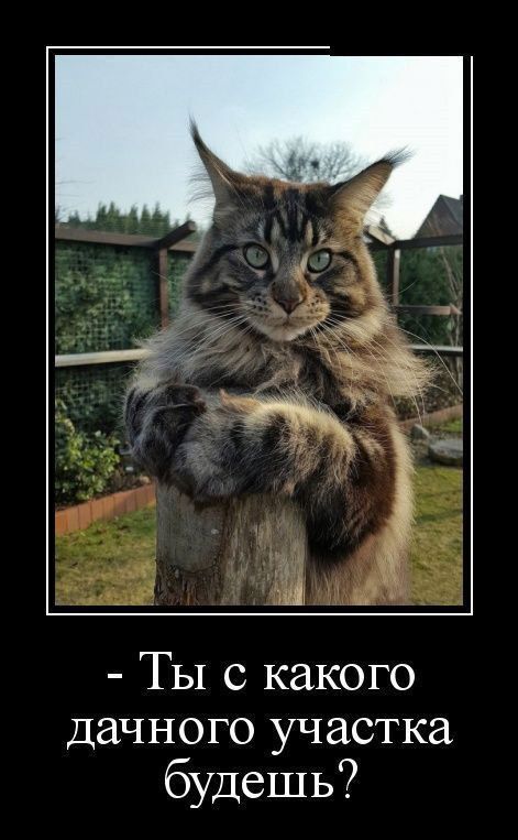 - Ты с какого дачного участка будешь?