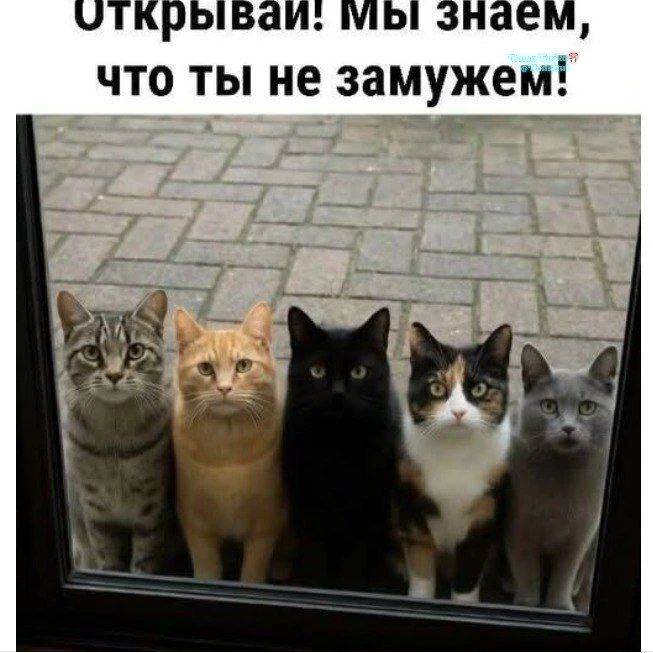 Открывай! Мы знаем, что ты не замужем!