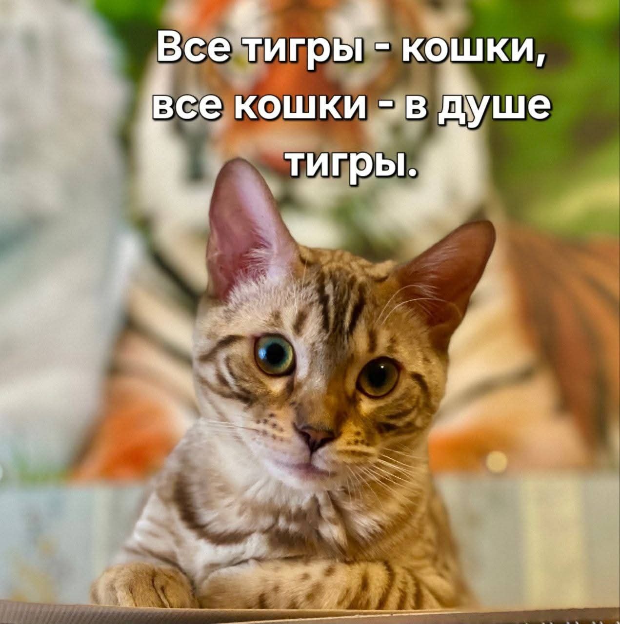 Все тигры - кошки, все кошки - в душе тигры.